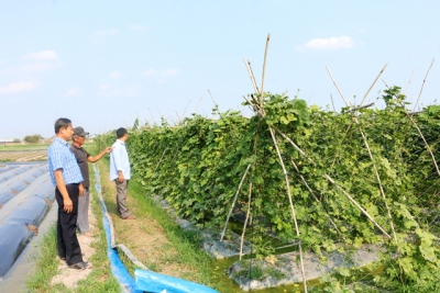 Nông dân Long An bội thu trong mùa khô hạn