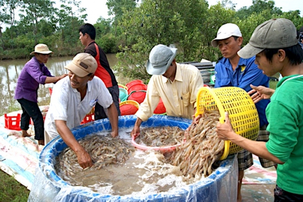 Cà Mau cho vay vốn “giải cứu” doanh nghiệp thủy sản