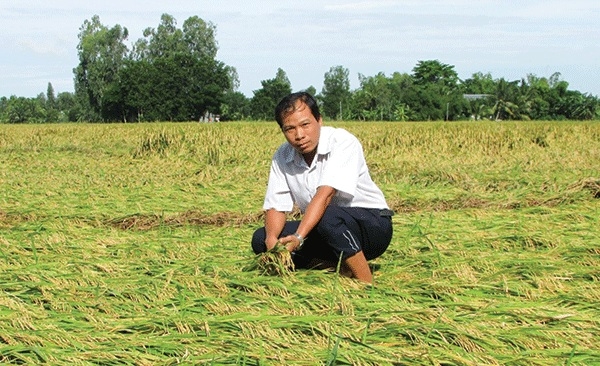 Lúa hè thu đổ ngã nhiều, nông dân gặp khó