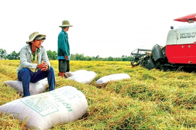 Xuất khẩu gạo còn tiếp tục gặp khó?