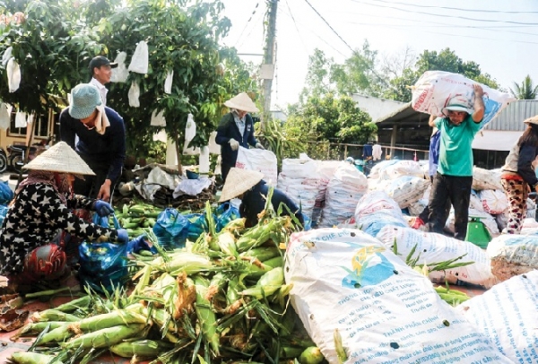 Liên kết trồng cây màu trên đất ruộng