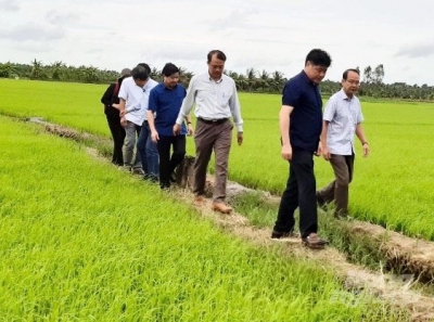 Thứ trưởng Lê Quốc Doanh kiểm tra xuống giống tại Trà Vinh và Sóc Trăng