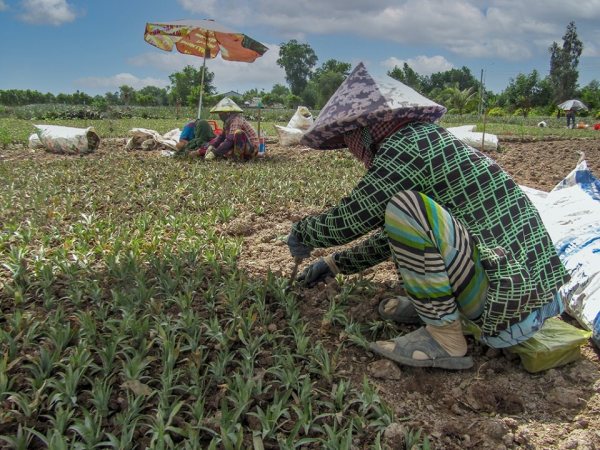 Tăng thu nhập từ nghề ươm cây giống