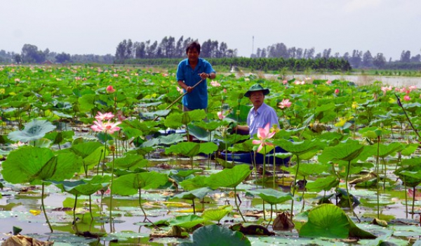 Nông dân Hậu Giang &#039;&#039;chỉ nhau&#039;&#039; làm giàu