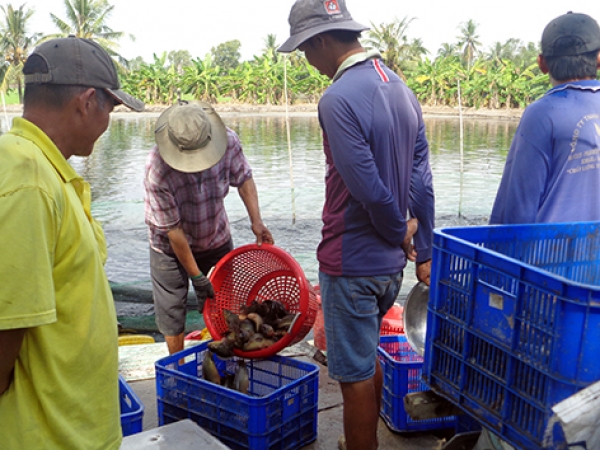 Giá cá rô đầu vuông tăng mạnh