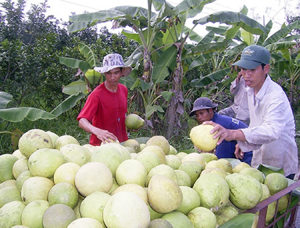 Xây dựng nhiều vùng nông sản chuyên canh