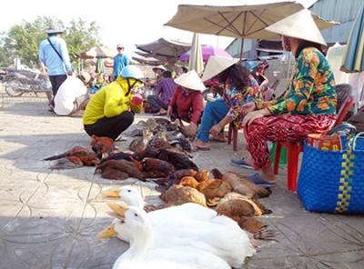 Vịt, gà thịt tăng giá