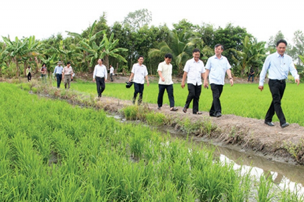 Trung tâm Giống nông nghiệp Hậu Giang: Địa chỉ tin cậy về nguồn giống chất lượng