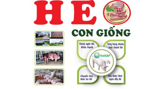 Con giống tốt, thịt heo chất lượng