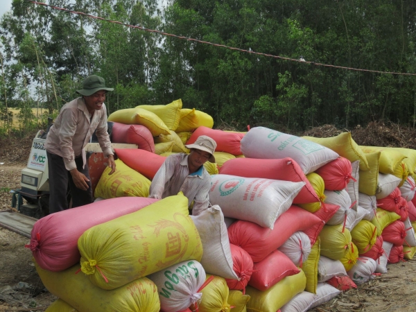 Long An: Vụ lúa hè thu 2019, doanh nghiệp chỉ mua hơn nửa diện tích cánh đồng lớn