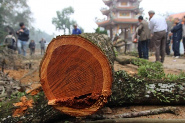 Hà Nội: Vụ đấu giá gỗ sưa trăm tỉ bất ngờ bị &quot;đổ bể&quot; vào phút chót