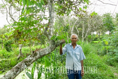 Cây trồng “sống” cùng hạn, mặn - kỳ 1