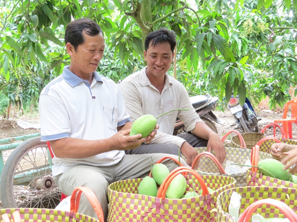 Xử lý ra hoa rải vụ trên xoài