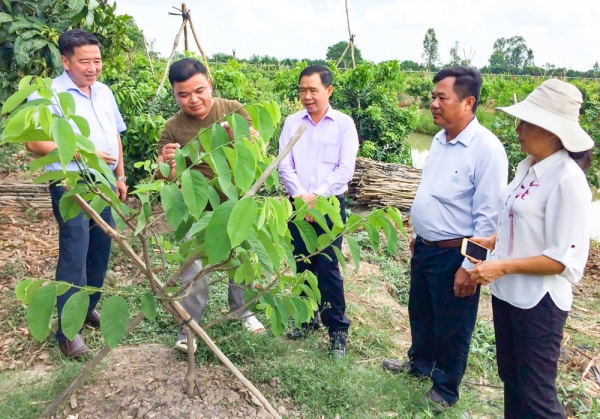 Mô hình trồng xen canh