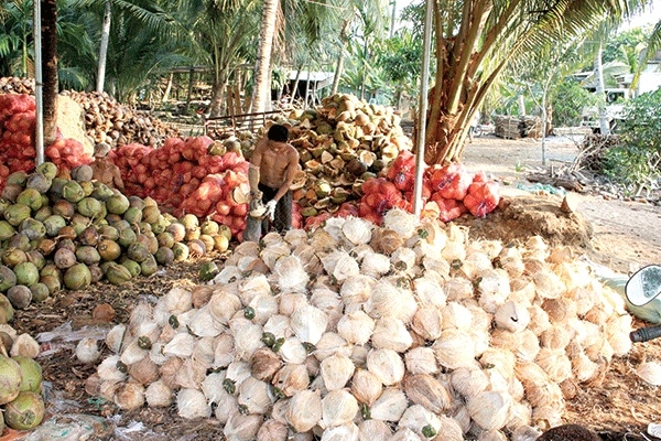 Giá dừa khô đạt mức cao nhất trong nhiều tháng qua