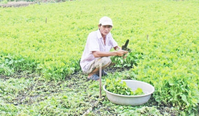 Hướng đi mới cho vùng chuyên canh màu