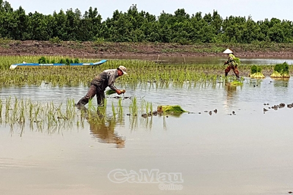 Đưa cây lúa trở lại đất tôm