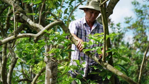 Nỗ lực cứu chôm chôm &quot;chững lại&quot; sau hạn mặn