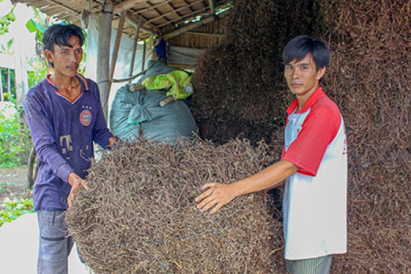 Năng suất và giá sương sáo đều giảm