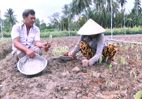 Tân Thiềng xây dựng, nâng cấp chuỗi giá trị cây giống