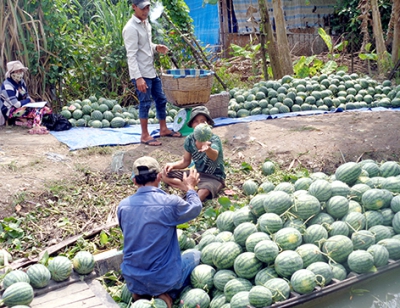 Trồng dưa hấu mùa hạn