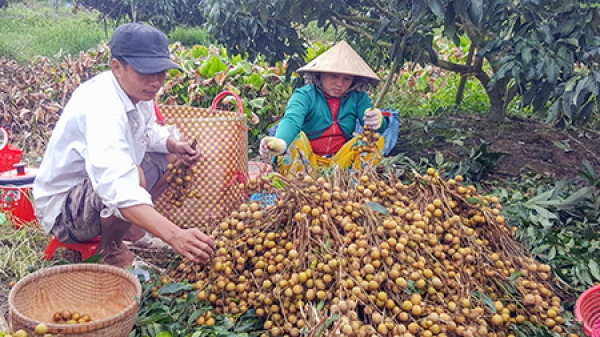 Giá nhãn giảm còn 14.000 đồng/kg