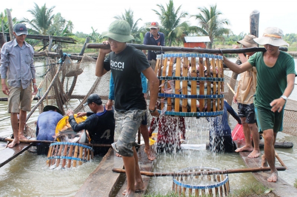 Giá cá tra nguyên liệu giảm mạnh