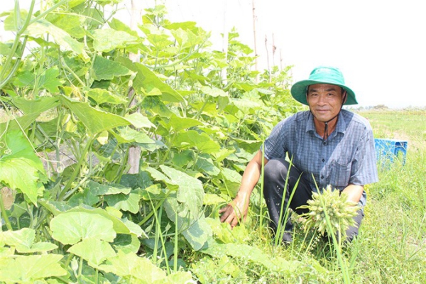 An Giang: Hiệu quả từ mô hình chuyển đổi cây trồng trên đất lúa kém năng suất