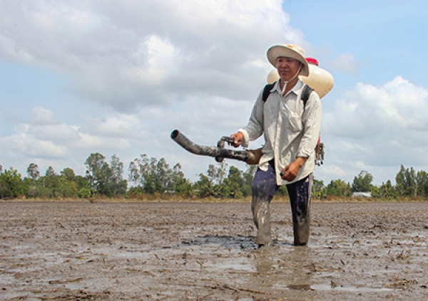 Xuống giống hơn 14.000ha lúa Hè thu