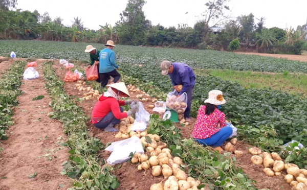 Nông dân thu hoạch củ sắn bán với giá cao