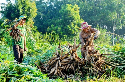 Tìm ra giống sắn kháng bệnh khảm lá