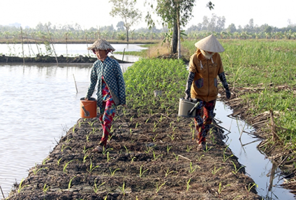 Huyện Phụng Hiệp: Xuống giống hơn 330ha rau màu phục vụ thị trường tết