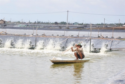 Kinh nghiệm nuôi tôm sạch ở Sóc Trăng