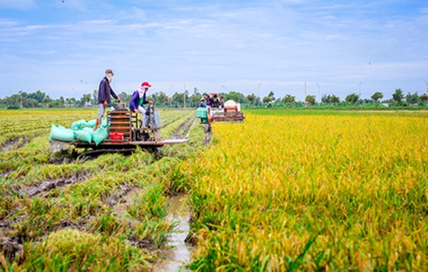 Tập trung bám sát đồng ruộng và thu hoạch dứt điểm vụ Hè thu