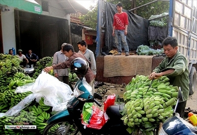 Chuối Tuyên Quang xuất sang Trung Quốc