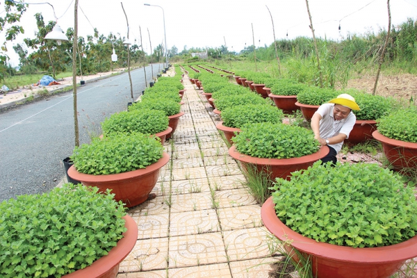 Trồng hoa đón Tết