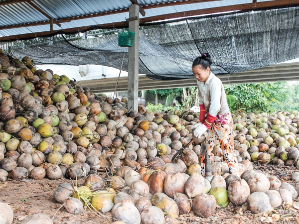 Giá dừa khô tăng mạnh trở lại