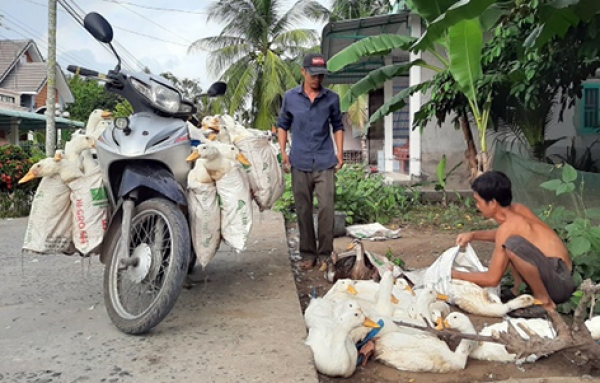 Nuôi vịt siêu ngỗng lãi khoảng 10.000 đồng/kg