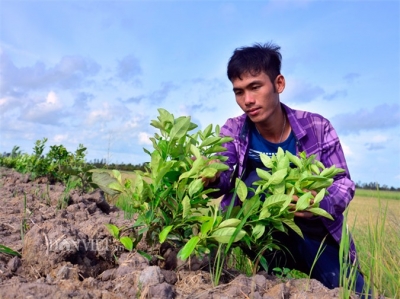 Kiên Giang: 9X trồng chanh núm, mới bán 6 tấn đã thu 100 triệu đồng