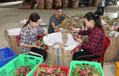 Doanh nghiệp Long An gặp khó trong bước đầu thực hiện Hiệp định EVFTA