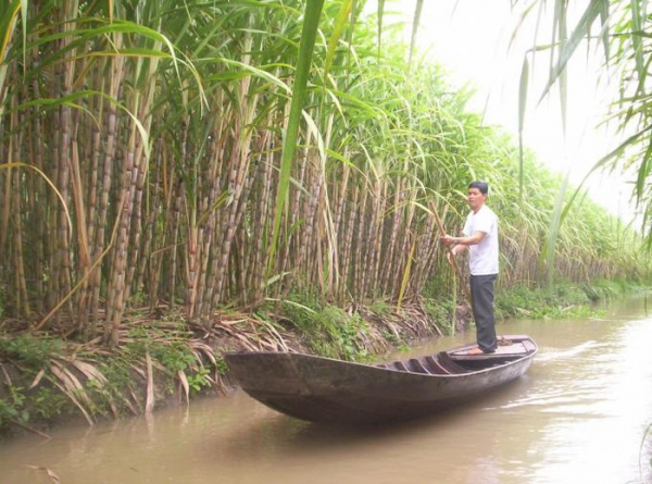 Tiếc một thời cây mía Hậu Giang