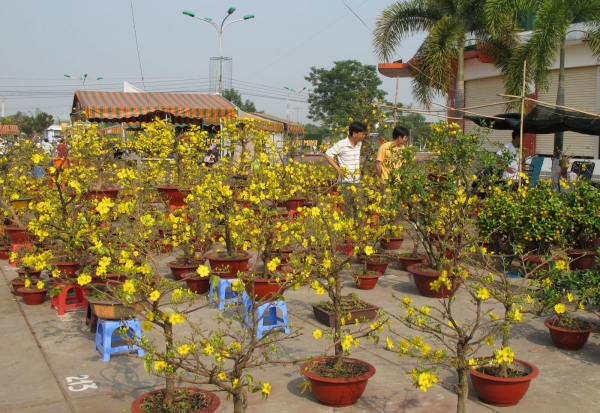 Trồng mai chuyên làm dịch vụ