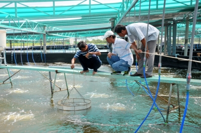 Nuôi tôm siêu thâm canh trong hồ nổi tròn ở Bạc Liêu