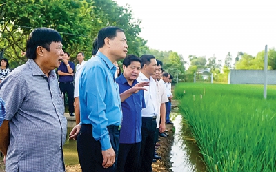 Mở rộng vùng sản xuất giống lúa “ngon nhất thế giới”