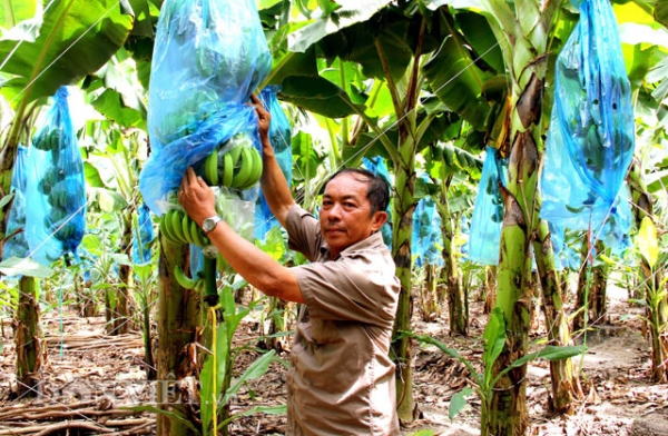 Nông trường Sông Hậu nợ trăm tỷ, Cần Thơ mời DN góp vốn, trả nợ