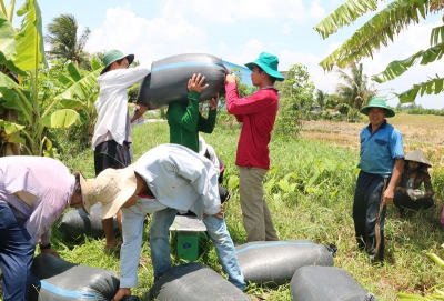 Sản xuất lúa trong tình hình biến đổi khí hậu