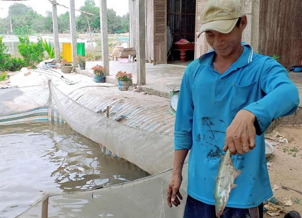 Tân Thạnh: Ồ ạt ươm nuôi cá tra bột, nhiều người bị thua lỗ