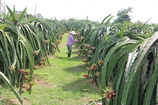 Giải pháp nào xoay hướng xuất khẩu nông sản từ đường bộ sang đường biển?