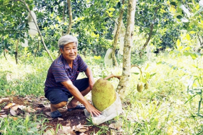 Vĩnh Long: &#039;Điểm tựa&#039; để nông dân làm giàu từ mít siêu sớm