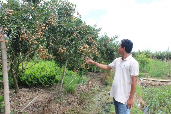 Chuyển đổi cây trồng hiệu quả